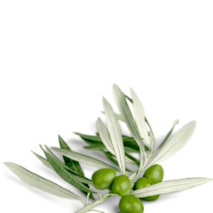 Koroneiki Extra Virgin Olive Oil 718 Polyphenol