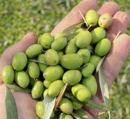 Picual Extra Virgin Olive Oil 375 Polyphenol